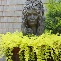 Yellow Creeping Jenny 17 Yellow Creeping Jenny -Garden Plants Store lysimachia aurea creeping jenny 8