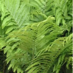Ostrich Fern 10 Ostrich Fern -Garden Plants Store matteuccia struthiopteris ostrich fern 2 sw