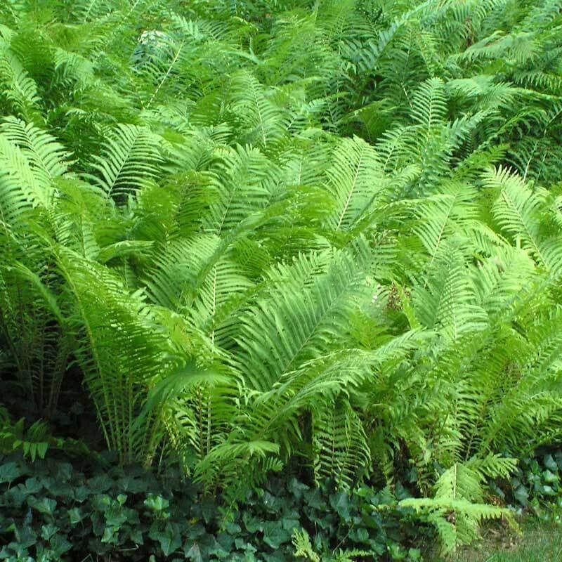 Ostrich Fern 8 Ostrich Fern - Image 6