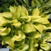 'Maui Buttercups' Hosta -Garden Plants Store maui buttercups hosta