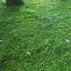 Purple Mazus 12 Purple Mazus -Garden Plants Store mazus reptans purple 10 sw