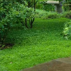 Purple Mazus 13 Purple Mazus -Garden Plants Store mazus reptans purple 11 sw