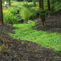 Purple Mazus 14 Purple Mazus -Garden Plants Store mazus reptans purple 12 sw