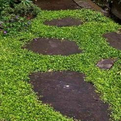 Purple Mazus 15 Purple Mazus -Garden Plants Store mazus reptans purple 13 sw