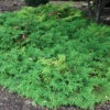 Siberian Cypress -Garden Plants Store microbiota decussata 1