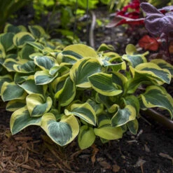 'Mighty Mouse' Hosta 8 'Mighty Mouse' Hosta -Garden Plants Store mighty mouse hosta 3