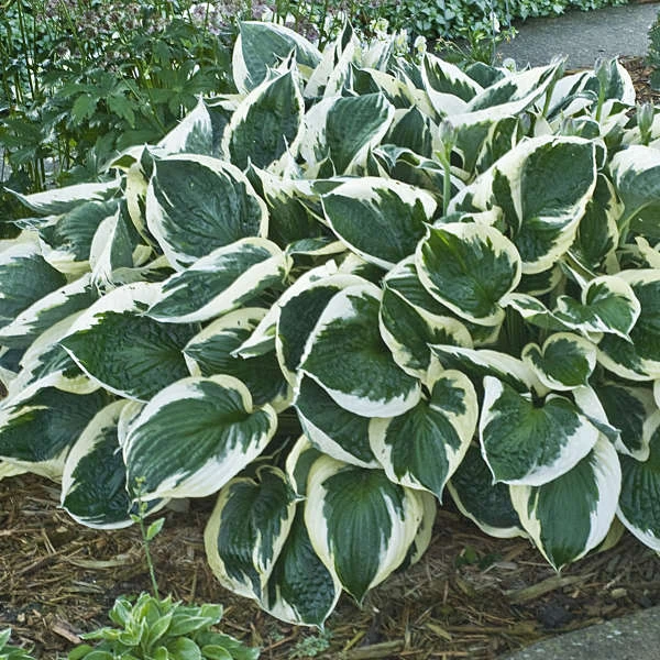 'Minuteman' Hosta 4 'Minuteman' Hosta - Image 2