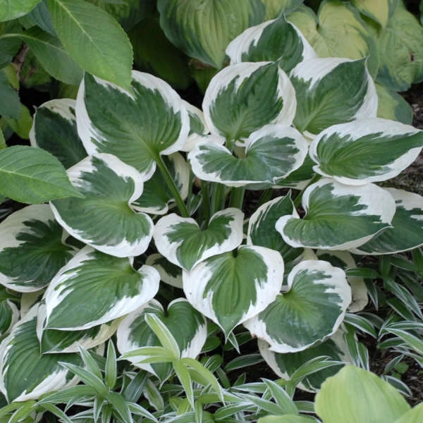 'Minuteman' Hosta 3 'Minuteman' Hosta