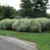 'Variegatus' Maiden Grass -Garden Plants Store miscanthus variegatus maiden grass 1