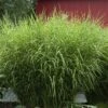 'Zebrinus' Maiden Grass -Garden Plants Store miscanthus zebrinus 1 sw