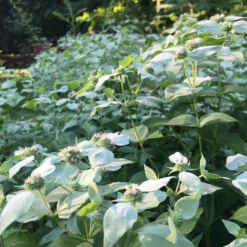 Blunt Mountain Mint (Pycnanthemum Muticum) 10 Blunt Mountain Mint (Pycnanthemum Muticum) -Garden Plants Store mountainmintgarden1