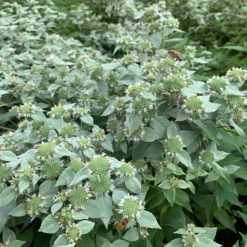 Blunt Mountain Mint (Pycnanthemum Muticum) 9 Blunt Mountain Mint (Pycnanthemum Muticum) -Garden Plants Store mountainmintgarden2