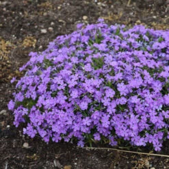 Mountainside™ 'Crater Lake' Phlox 9 Mountainside™ 'Crater Lake' Phlox -Garden Plants Store mountainside crater lake phlox 2