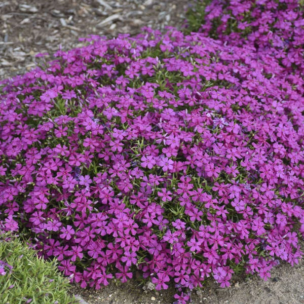 Mountainside™ 'Majestic Magenta' Phlox 4 Mountainside™ 'Majestic Magenta' Phlox - Image 2