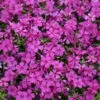 Mountainside™ 'Majestic Magenta' Phlox 1 Mountainside™ 'Majestic Magenta' Phlox -Garden Plants Store mountainside majestic magenta phlox 2