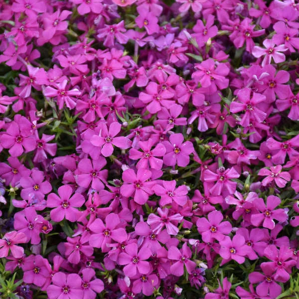 Mountainside™ 'Majestic Magenta' Phlox 3 Mountainside™ 'Majestic Magenta' Phlox