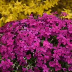Mountainside™ 'Majestic Magenta' Phlox 7 Mountainside™ 'Majestic Magenta' Phlox -Garden Plants Store mountainside majestic magenta phlox 3