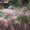 Pink Muhly Grass 1 Pink Muhly Grass -Garden Plants Store muhlenbergia capillars pink muhly grass 1 sw