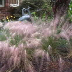 Pink Muhly Grass