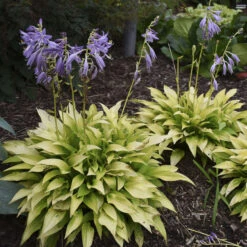 'Munchkin Fire' Hosta -Garden Plants Store munchkin fire hosta 4