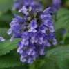 'Blue Prelude' Catmint 1 'Blue Prelude' Catmint -Garden Plants Store nepeta blue prelude 1 P sw