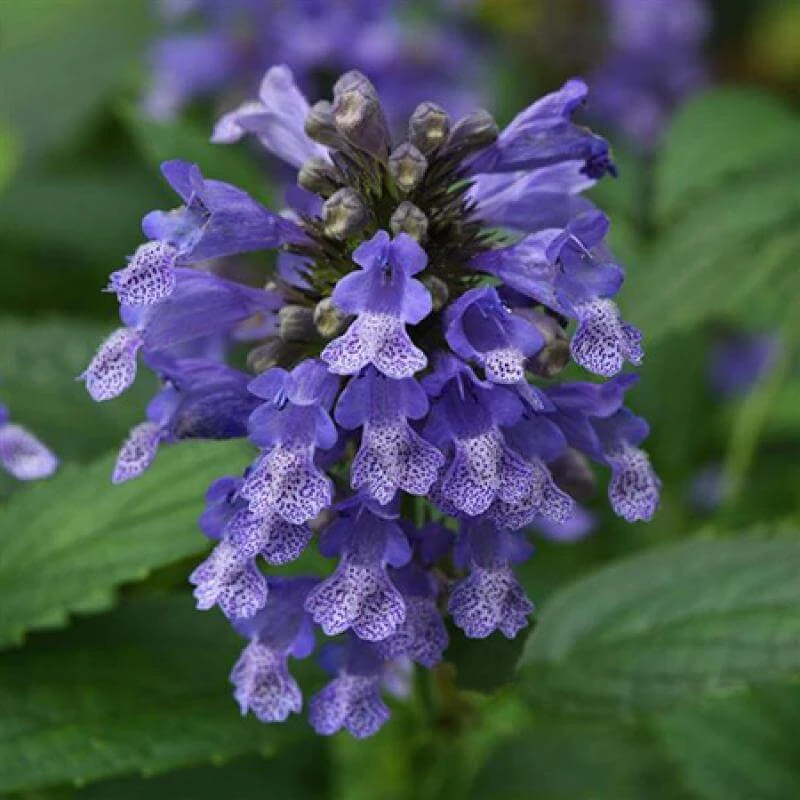 'Blue Prelude' Catmint 3 'Blue Prelude' Catmint