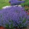 Walker's Low Catmint -Garden Plants Store nepeta walkers low catmint 1