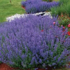 Drought Resistant+ Long Blooming Collection 10 Drought Resistant+ Long Blooming Collection -Garden Plants Store nepeta walkers low catmint 1 82af1ac4 82ee 48eb a54e 6ba5dd40a07d