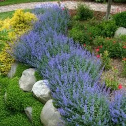 Walker's Low Catmint -Garden Plants Store nepeta walkers low catmint 3