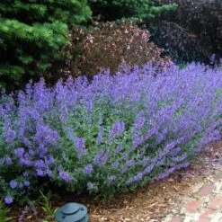 Walker's Low Catmint -Garden Plants Store nepeta walkers low catmint 5
