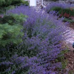 Walker's Low Catmint -Garden Plants Store nepeta walkers low catmint 6