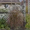 'Oktoberfest' Maiden Grass -Garden Plants Store oktoberfest miscanthus