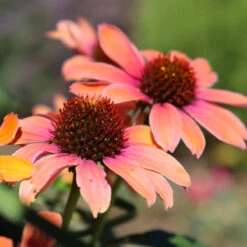 Color Coded™ 'Orange You Awesome' Coneflower -Garden Plants Store orange you awesome coneflower 1