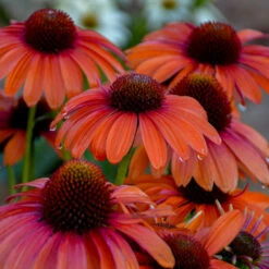 Color Coded™ 'Orange You Awesome' Coneflower -Garden Plants Store orange you awesome coneflower 2