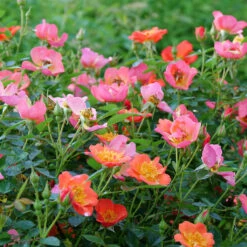 Oso Easy® Hot Paprika® Rose -Garden Plants Store oso easy hot paprika rose 10