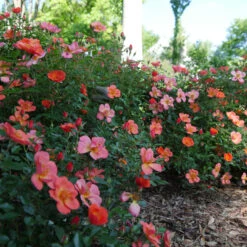 Oso Easy® Hot Paprika® Rose -Garden Plants Store oso easy hot paprika rose 11