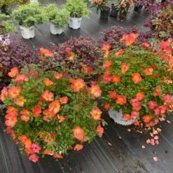 Oso Easy® Hot Paprika® Rose -Garden Plants Store oso easy hot paprika rose 4