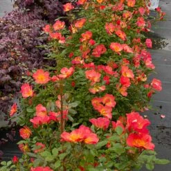 Oso Easy® Hot Paprika® Rose -Garden Plants Store oso easy hot paprika rose 5