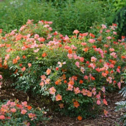 Oso Easy® Hot Paprika® Rose -Garden Plants Store oso easy hot paprika rose 6