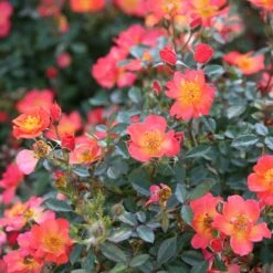 Oso Easy® Hot Paprika® Rose -Garden Plants Store oso easy hot paprika rose 9
