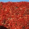 Red Wall® Virginia Creeper -Garden Plants Store parthenocissus red wall virginia creeper 1