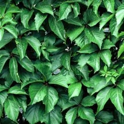 Red Wall® Virginia Creeper -Garden Plants Store parthenocissus red wall virginia creeper 2