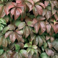 Red Wall® Virginia Creeper -Garden Plants Store parthenocissus red wall virginia creeper 3