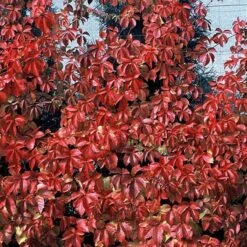 Red Wall® Virginia Creeper -Garden Plants Store parthenocissus red wall virginia creeper 4