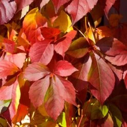 Red Wall® Virginia Creeper -Garden Plants Store parthenocissus red wall virginia creeper 5
