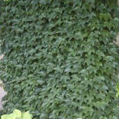Boston Ivy -Garden Plants Store parthenocissus tricuspidata boston ivy 8 sw