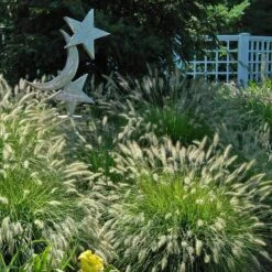 'Hameln' Fountain Grass -Garden Plants Store pennisetum hameln dwarf fountain grass 4 sw