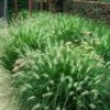 'Hameln' Fountain Grass 1 'Hameln' Fountain Grass -Garden Plants Store pennisetum hameln dwarf fountain grass 5 sw