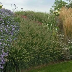 'Hameln' Fountain Grass -Garden Plants Store pennisetum hameln dwarf fountain grass 6 sw