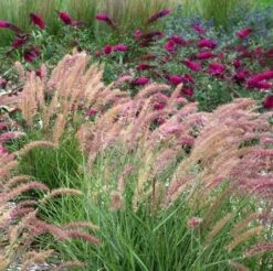'Karley Rose' Fountain Grass -Garden Plants Store pennisetum karley rose 2 sw